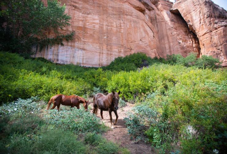 Two horses in front of red rocks walking through greenery