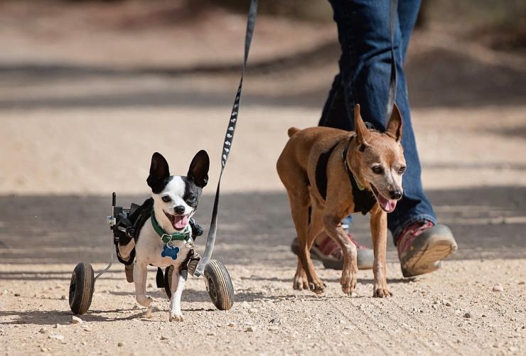 Two dogs on walk with visitor