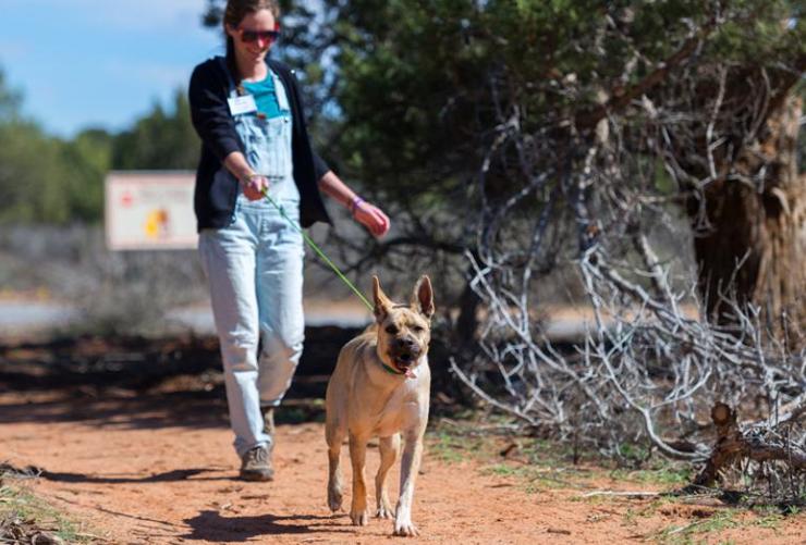 Person walking with a dog in Utah desert
