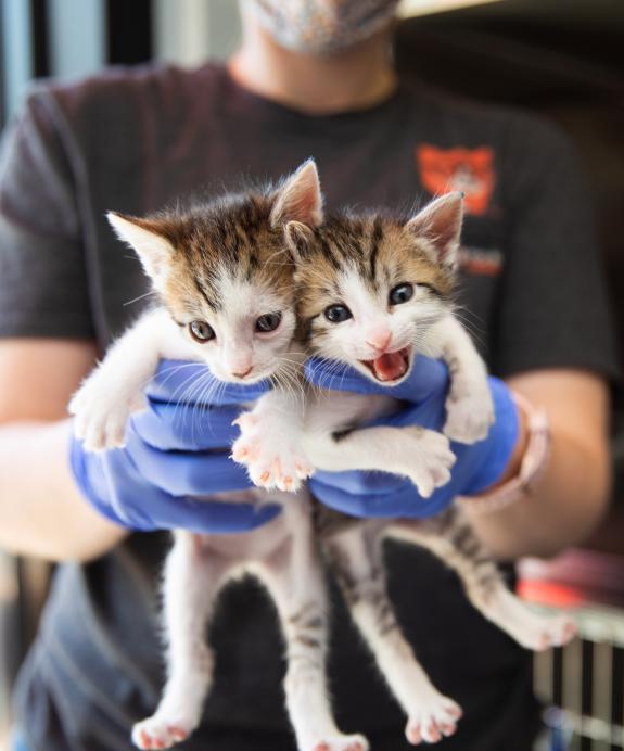Gloved person holding pair of kitten with one meowing