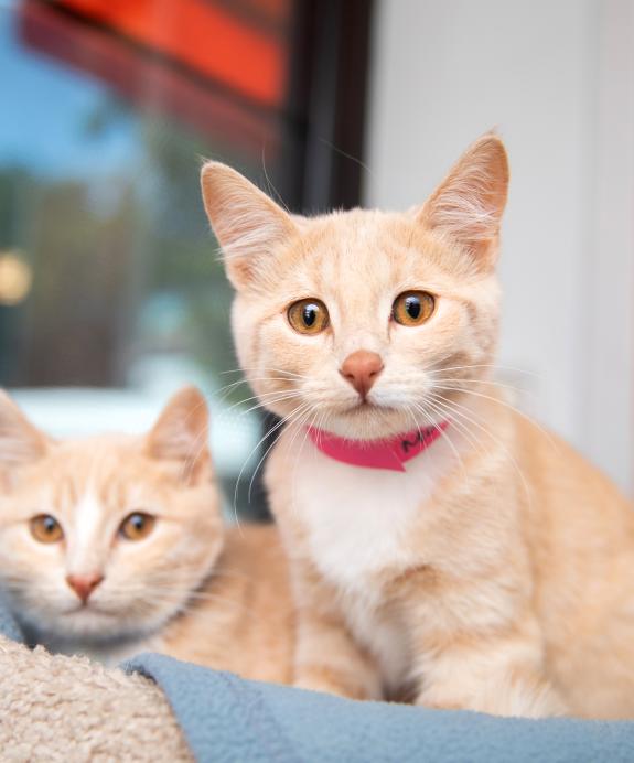 Two adoptable orange kittens sitting in a fuzzy cat bed