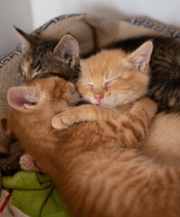 Three kittens snuggling