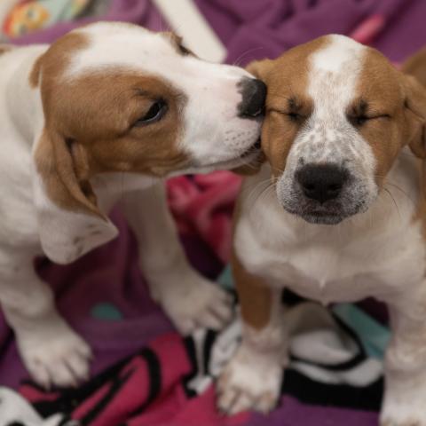 puppy kissing other puppy