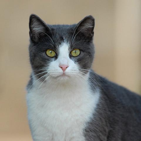 Gray and white community cat with ear tip