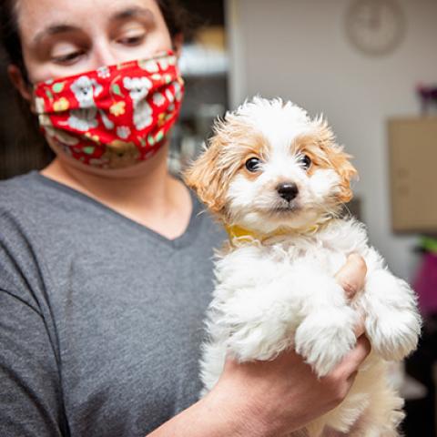 Woman wearing a mask holding a fluffy white puppy