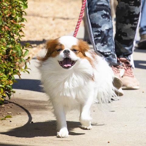 small breed dog walking and smiling
