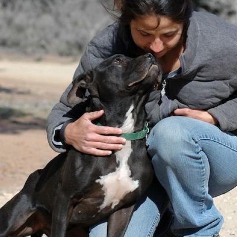 rehabilitated former Michael Vick dog Cherry being pet