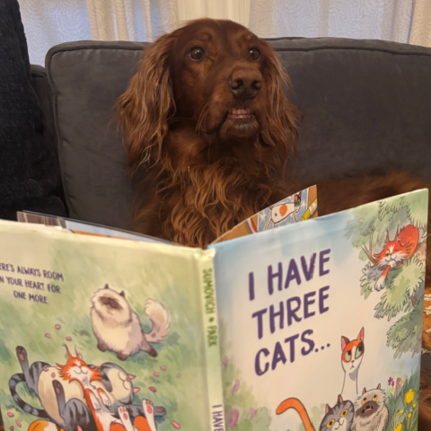 goofy brown dog behind the book I Have Three Cats 