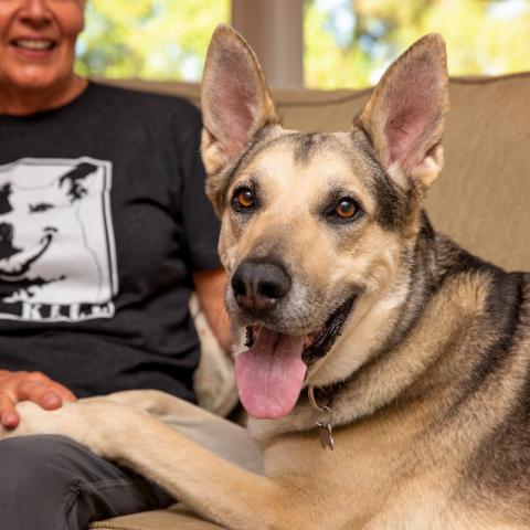 German shepherd with human on couch