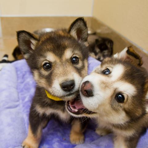 two puppies looking into camera