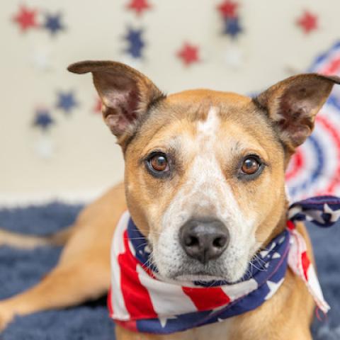 patriotic pit bull terrier like dog