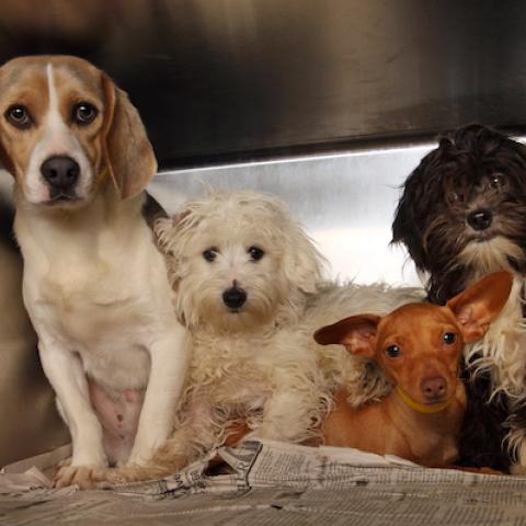 dogs in kennel, puppy mills
