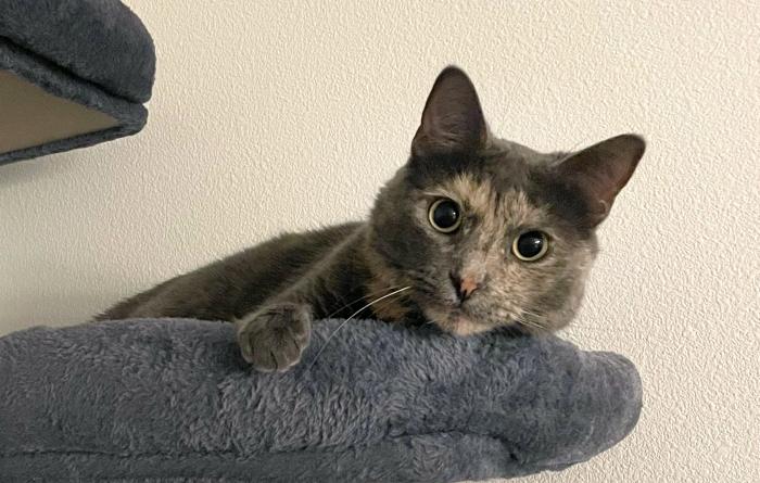 Judy the cat lying on a cat tree