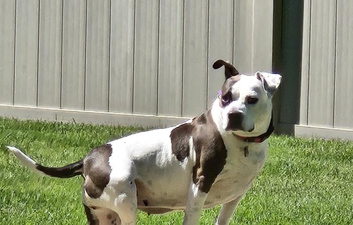 Bella the dog standing on some concrete steps