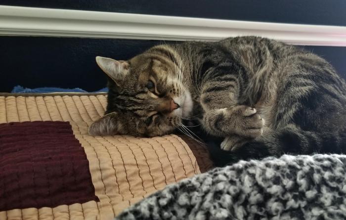 Emma, formerly Nymph, the cat sleeping at home