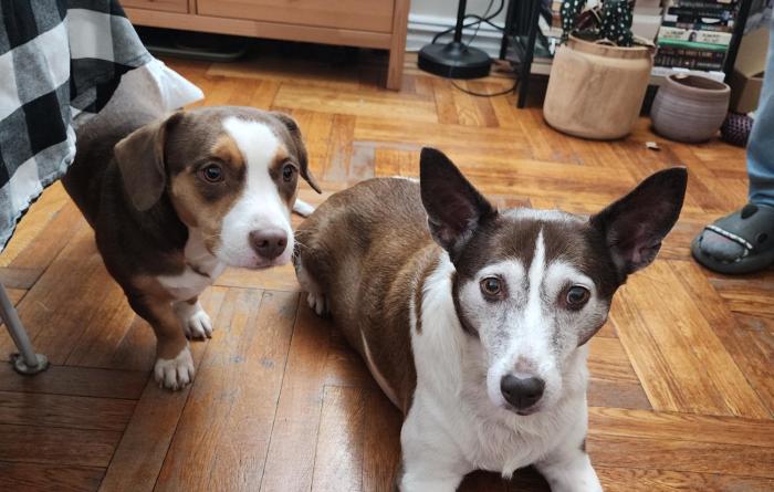 Hannibal and Cinnamon next to each other in their home