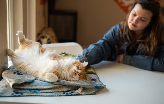 Person petting Chameleon the cat, who is lying upside-down