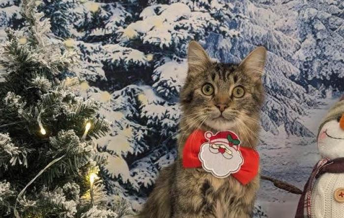 Lowe the cat wearing a Santa bowtie collar with a holiday background