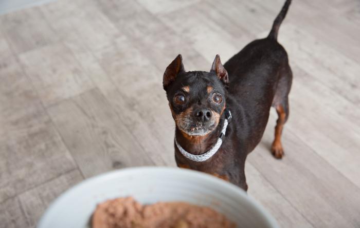 Dog looking at a bowl of dog food