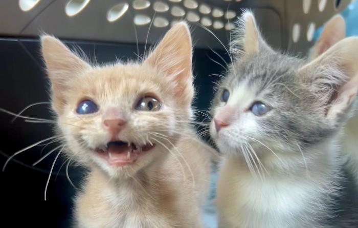 Sunny the kitten meowing while next to another kitten in a carrier