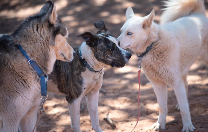 Blanche the dog in a playgroup with other dogs