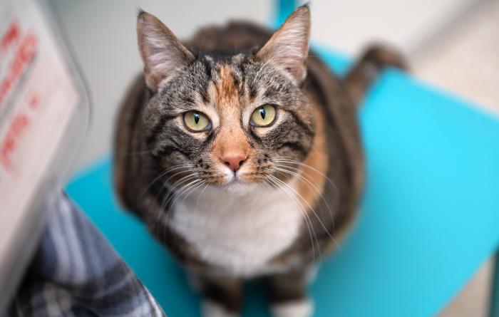 Calico cat on a blue perch