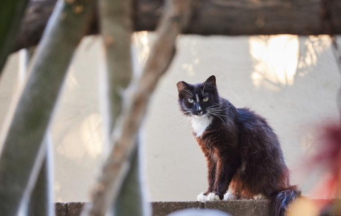 Black and white community cat with an ear-tip