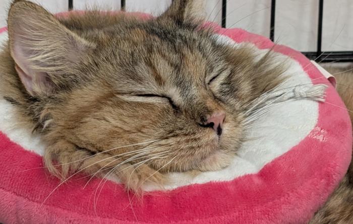 Indy the cat sleeping in a pink and white protective donut collar