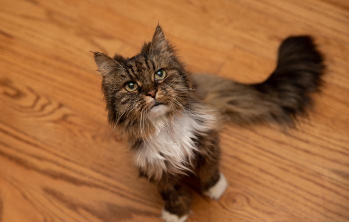 Mirage the cat sitting on a wooden floor