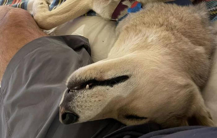 Rio the dog sleeping upside-down on a lap