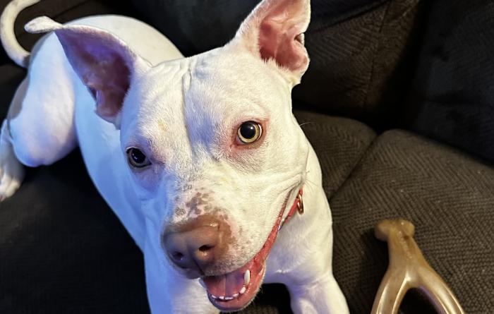 Annie the dog smiling and lying next to a chew toy