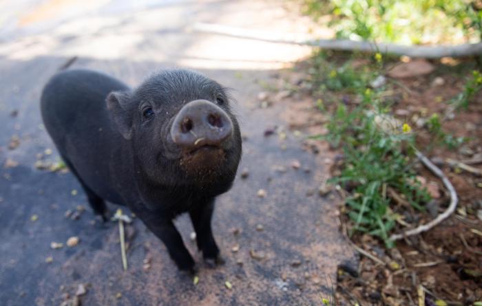 A black baby piglet looking up