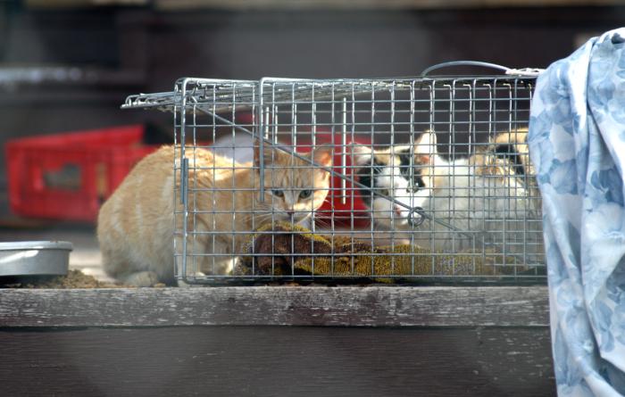Two community cats and a humane trap