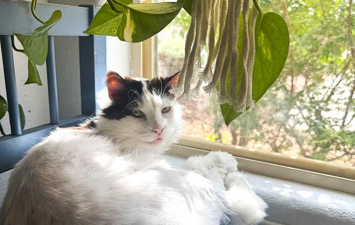 Kenobi the cat next to a window below a plant