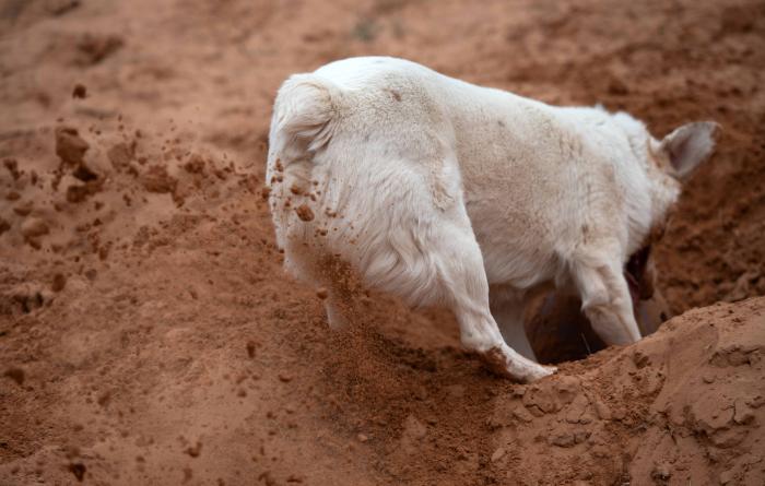 Twister digging a hole for his favorite ball.