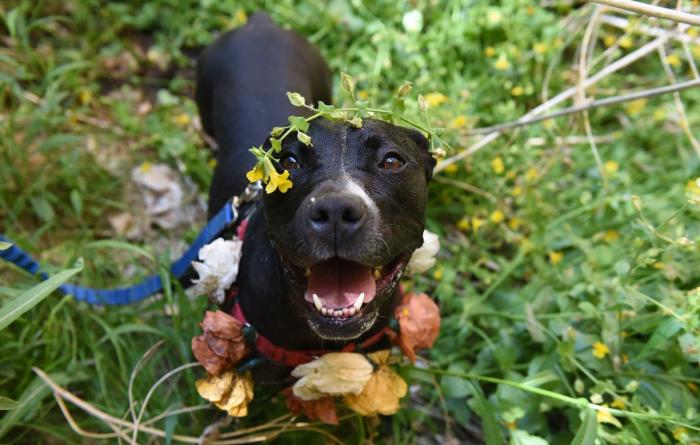 Smiling black dog wearing a crown of flowers in a grassy field.