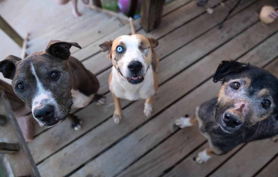 David Bowie the dog outside on a deck with two other dogs
