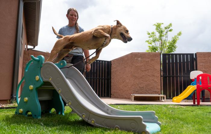 Mojito the dog jumping down a children's pool with a person watching