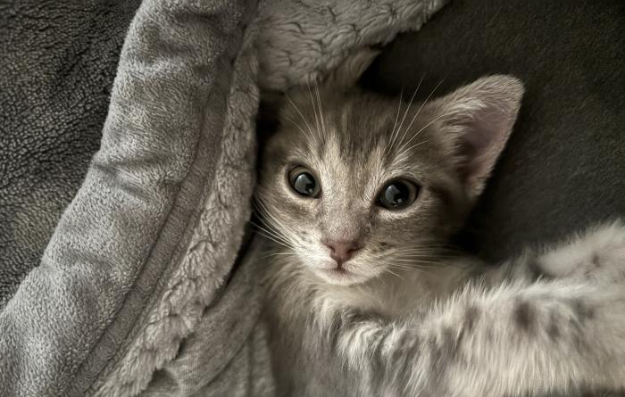 Powder the kitten lying down on a blanket