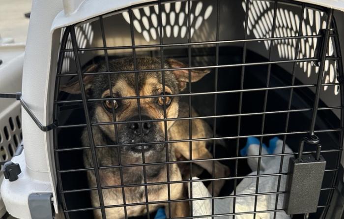Small brown and tan dog in a carrier
