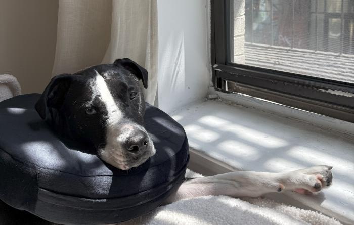 Turbo the dog wearing a protective e-collar beside a window