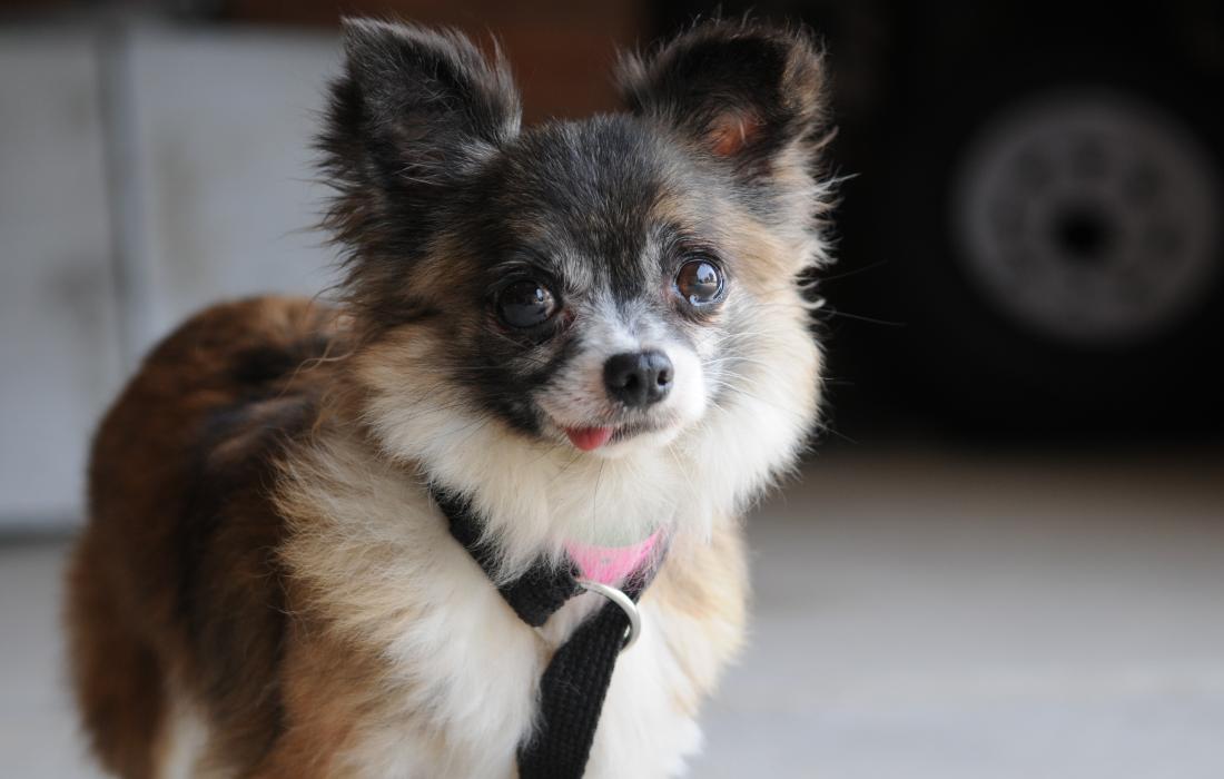 Small dog with his tongue sticking out on a leash after being rescued from a puppy mill