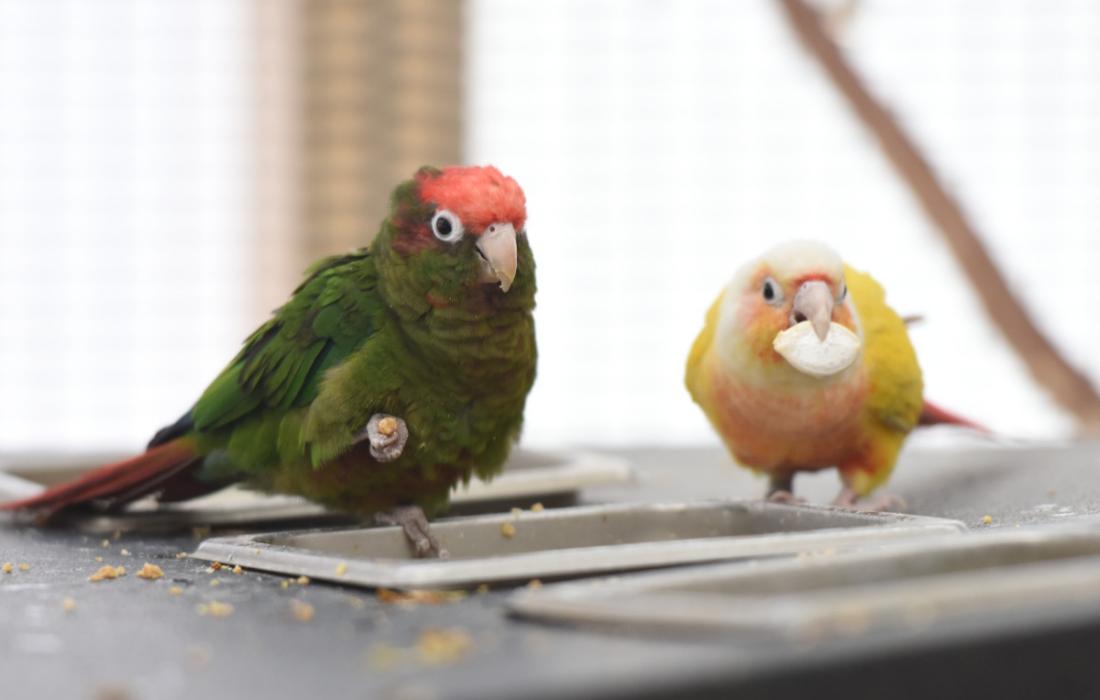 Two conure parrots eating