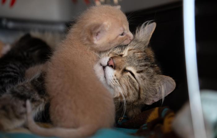 Cream colored kitten snuggling with his mama cat