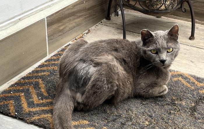 Lucky the cat lying on a welcome mat
