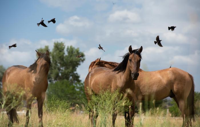 Group of horses in a field with birds flying behind them