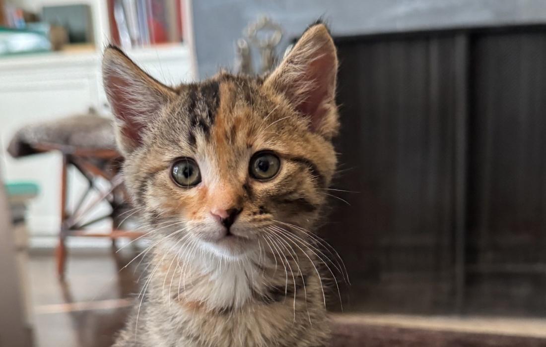 Calico kitten