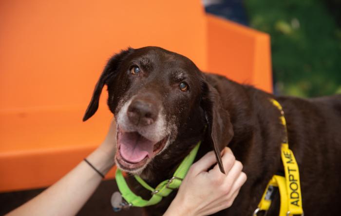 Person petting a senior Labrador mix dog