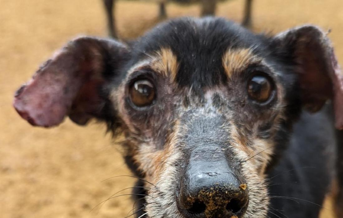Sarge the dog still missing some hair on his nose
