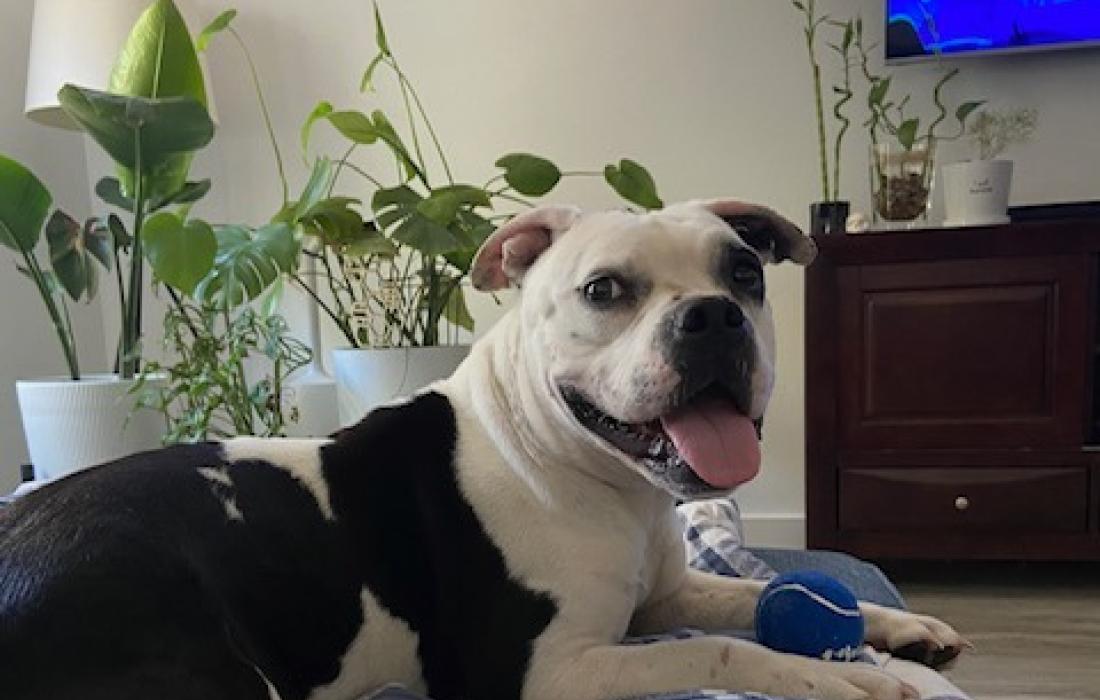 Black and white dog in a home